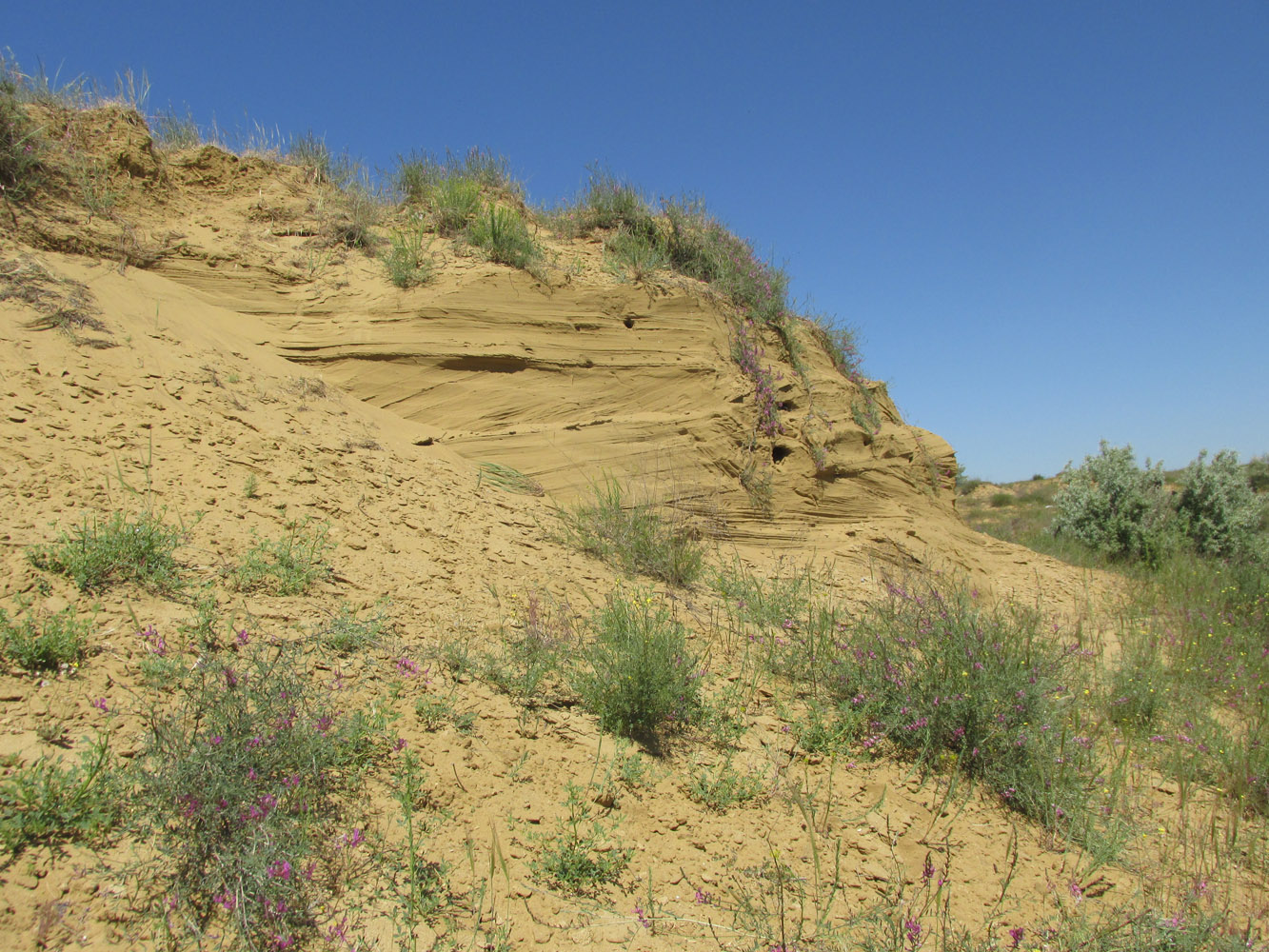 Окрестности села Коркмаскала, image of landscape/habitat.