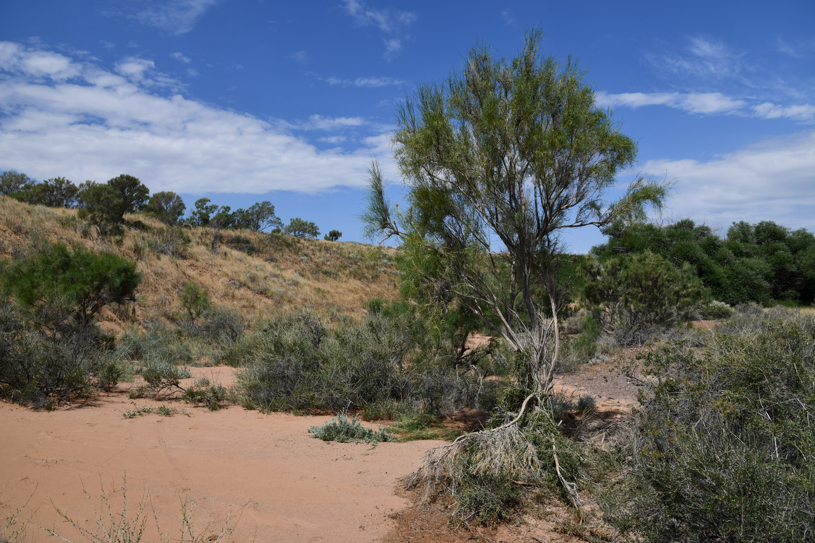 Горы Улькен-Богуты, image of landscape/habitat.