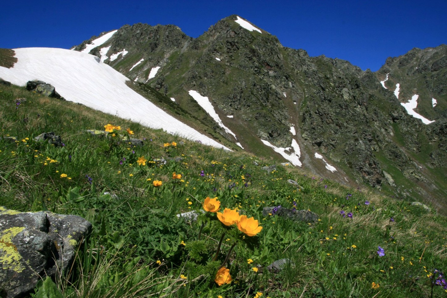 Архыз. Долина реки Псыш, image of landscape/habitat.