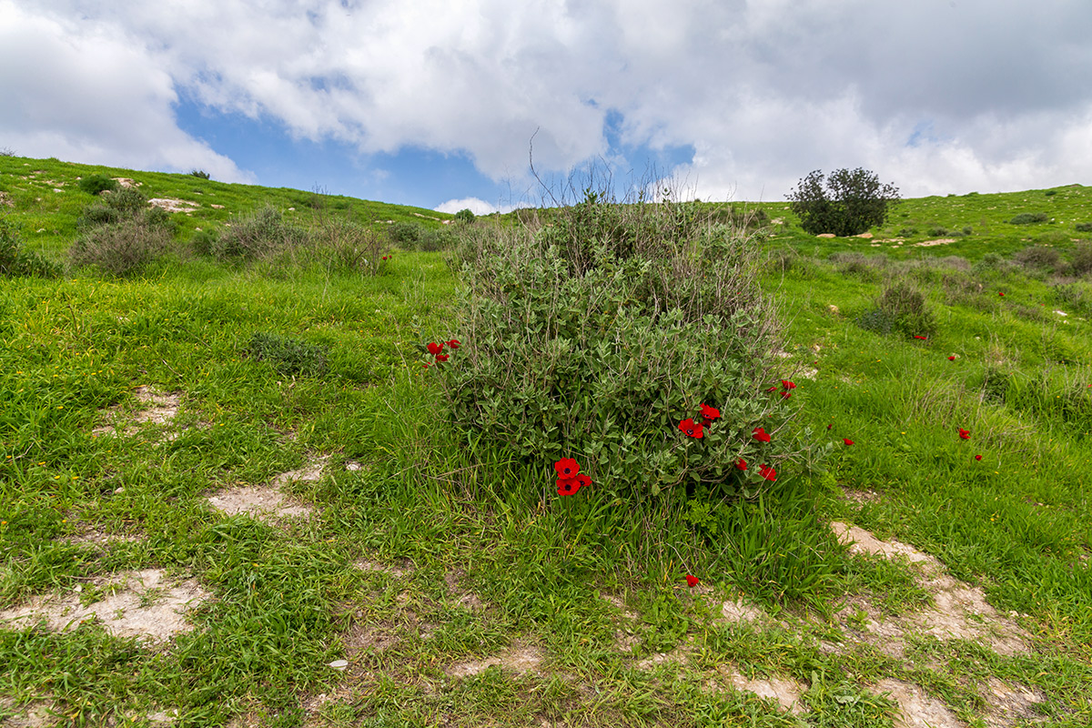 Мареша, image of landscape/habitat.