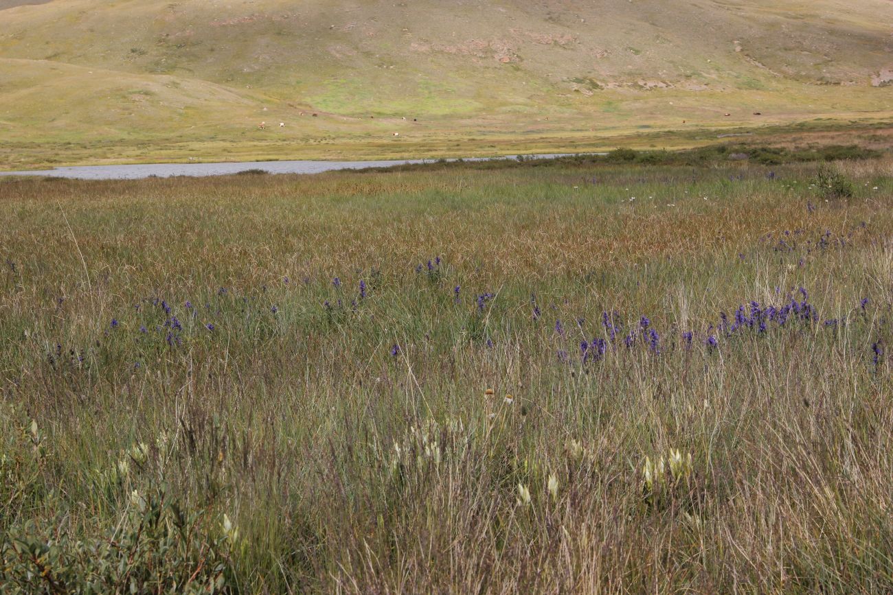 Окрестности истока реки Усай, image of landscape/habitat.