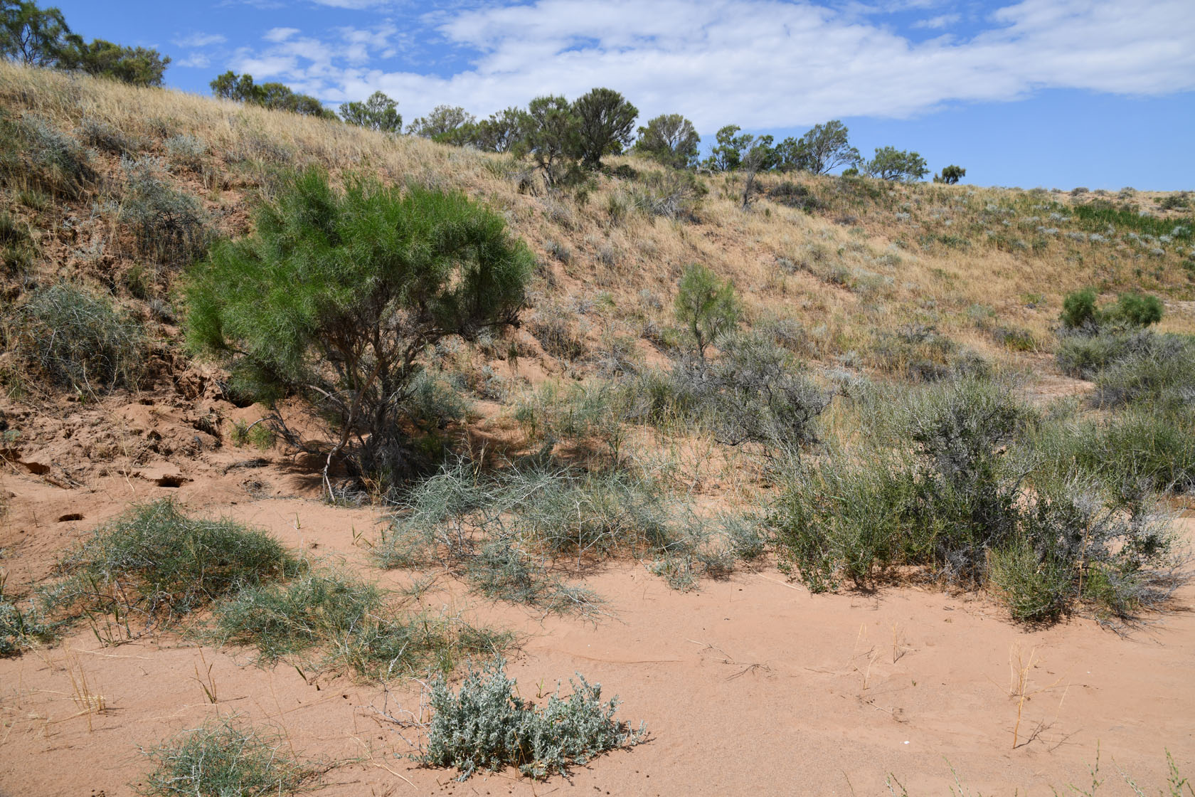 Горы Улькен-Богуты, image of landscape/habitat.