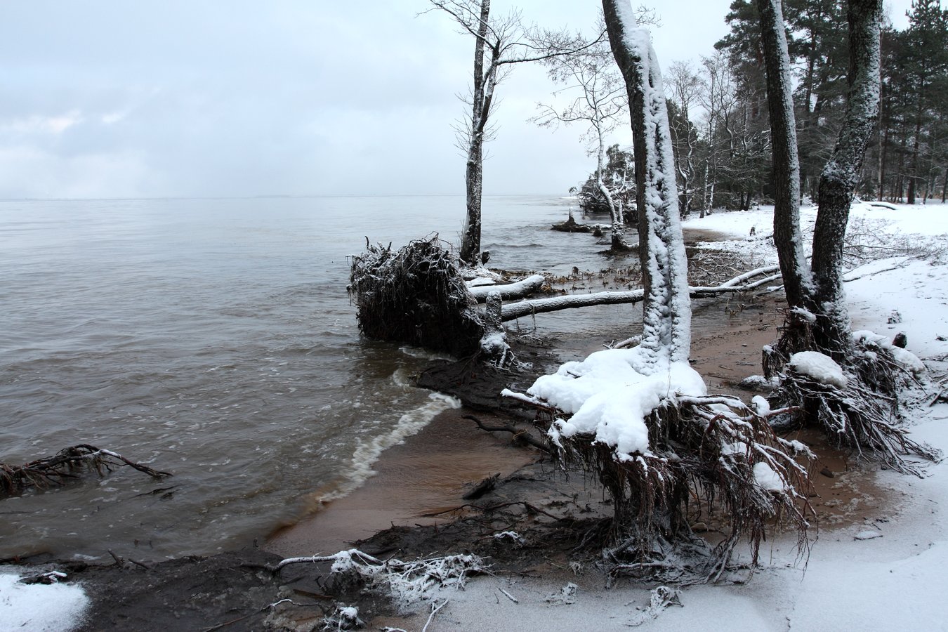 Большая Ижора, image of landscape/habitat.