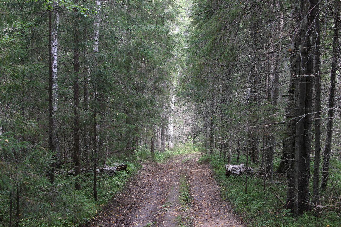 Урочище Княжая Пустынь, image of landscape/habitat.