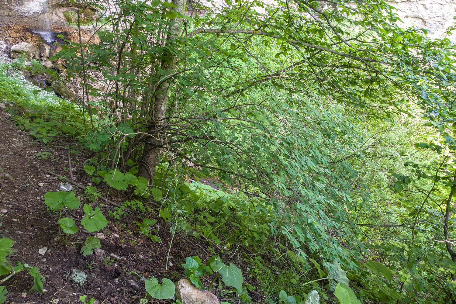 Балка Клевцова, image of landscape/habitat.