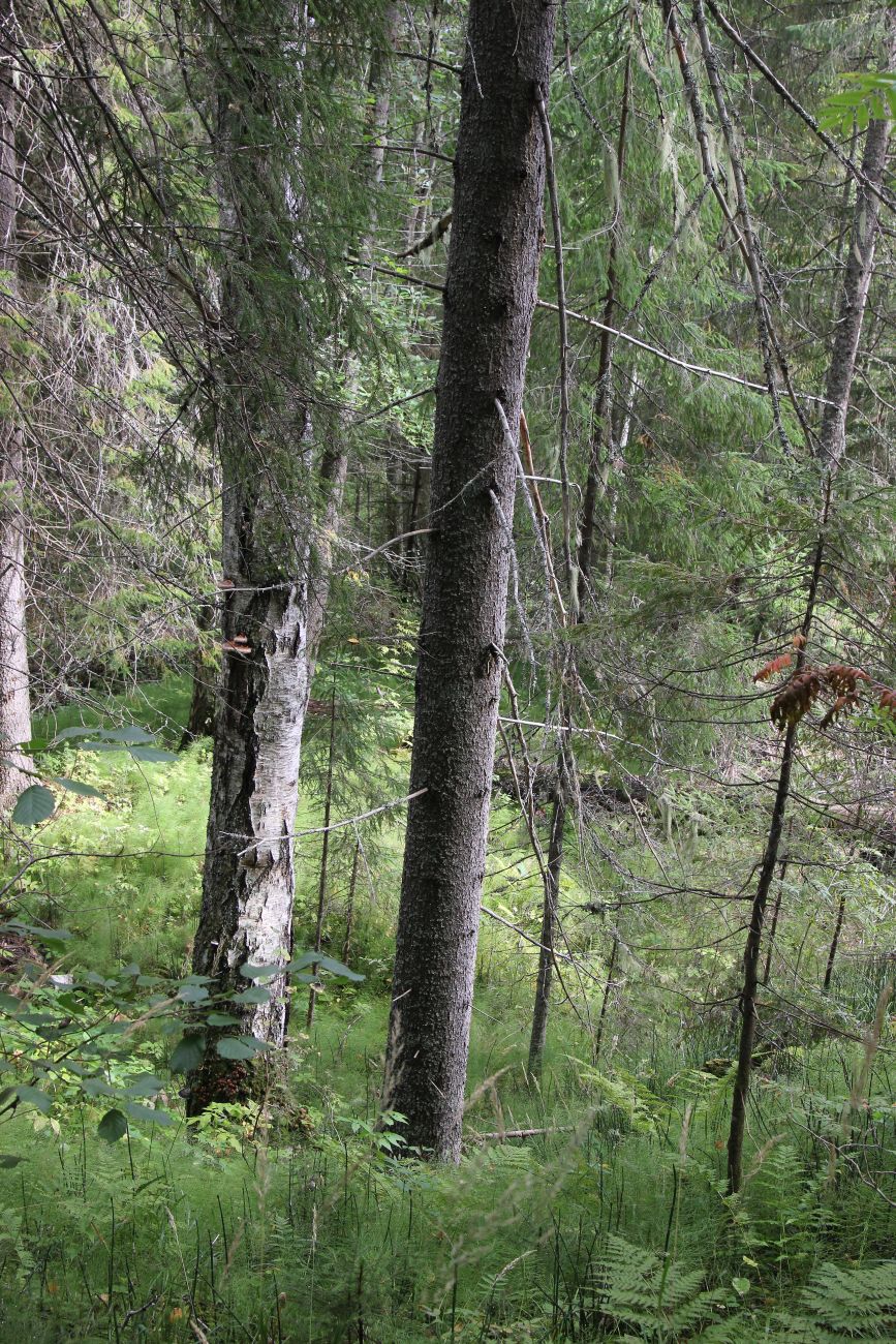 Урочище Княжая Пустынь, image of landscape/habitat.