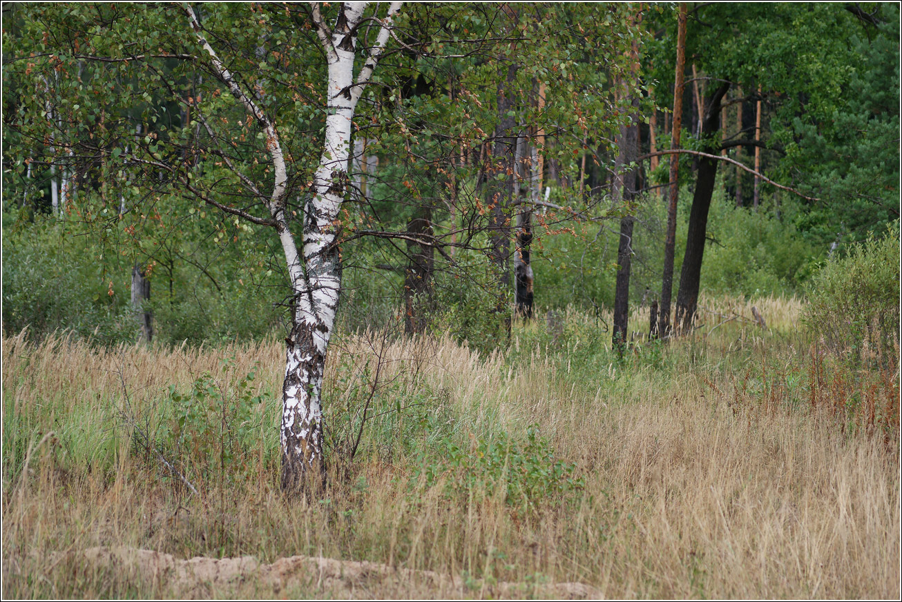 Окрестности Хрипани, image of landscape/habitat.