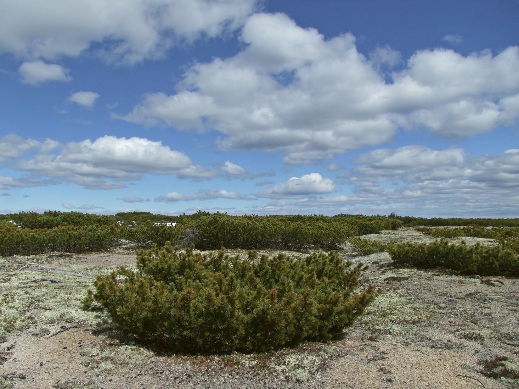 Водораздел Дукчи и Омчика, image of landscape/habitat.