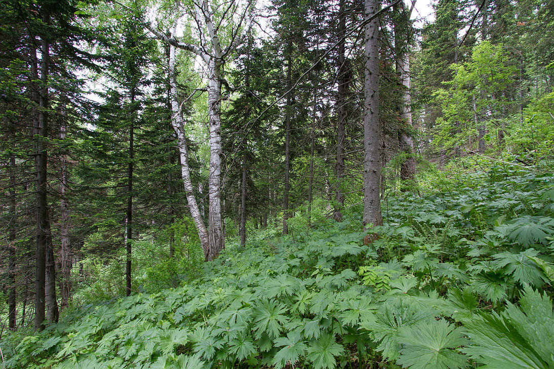 Тигирек, image of landscape/habitat.