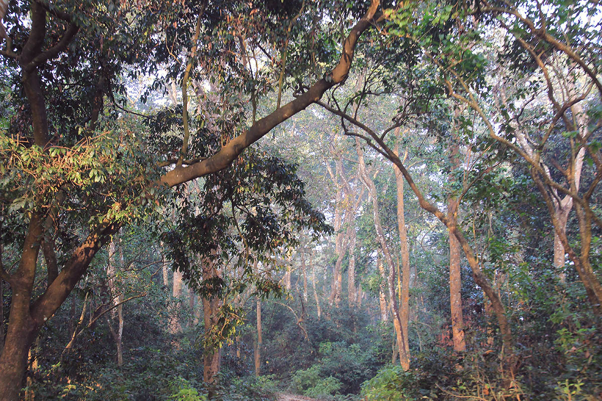 Читван, image of landscape/habitat.