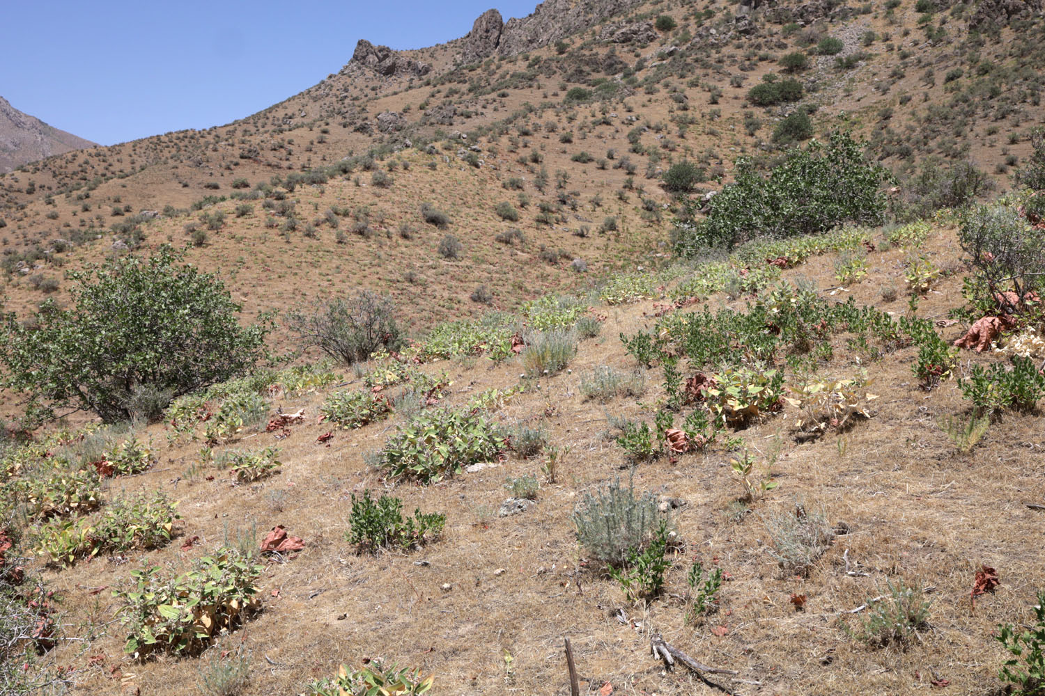 Предгорья в окр. пос. Янгикишлак, image of landscape/habitat.