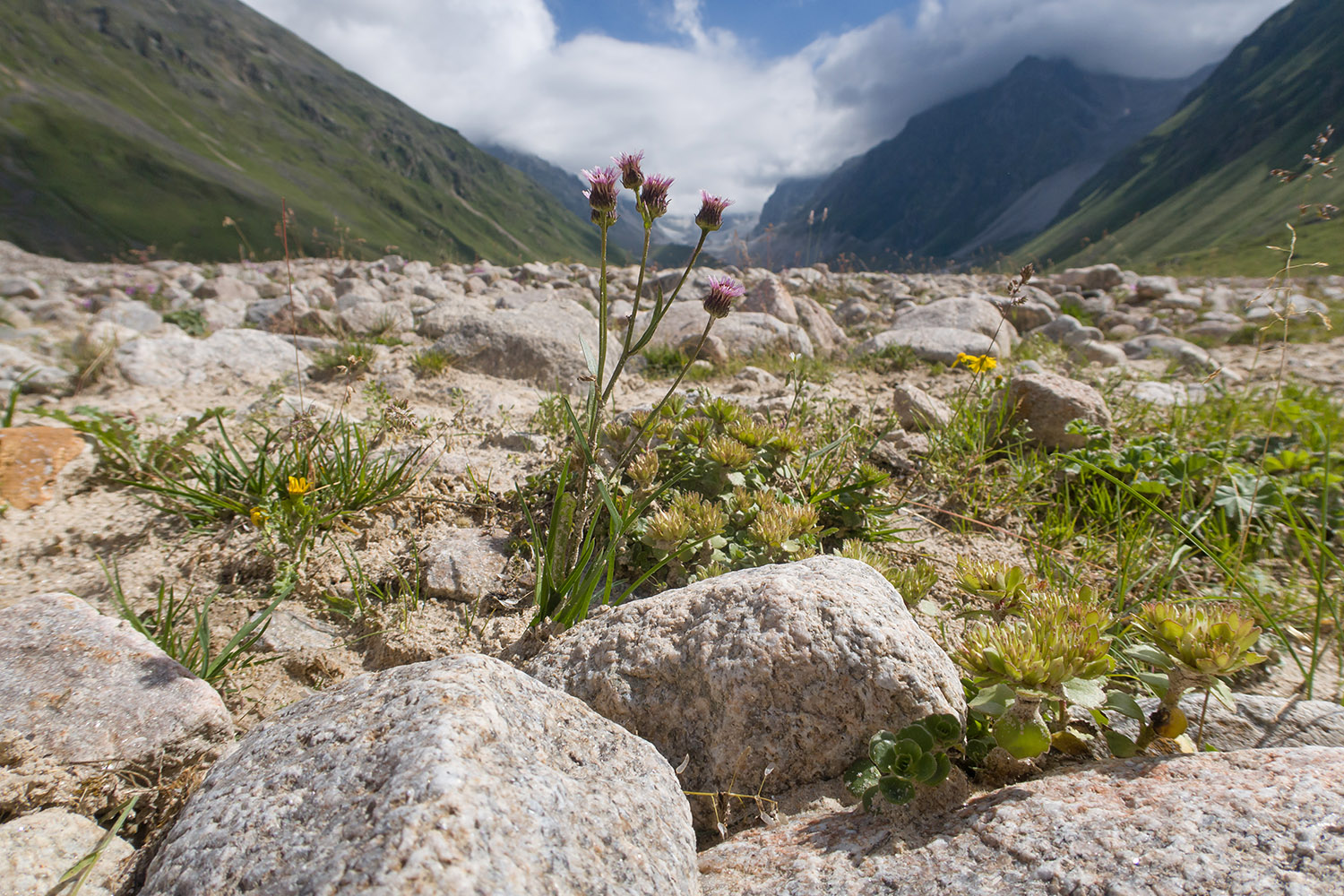 Ледник Псыгансу, image of landscape/habitat.