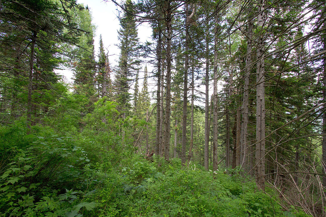 Тигирек, image of landscape/habitat.