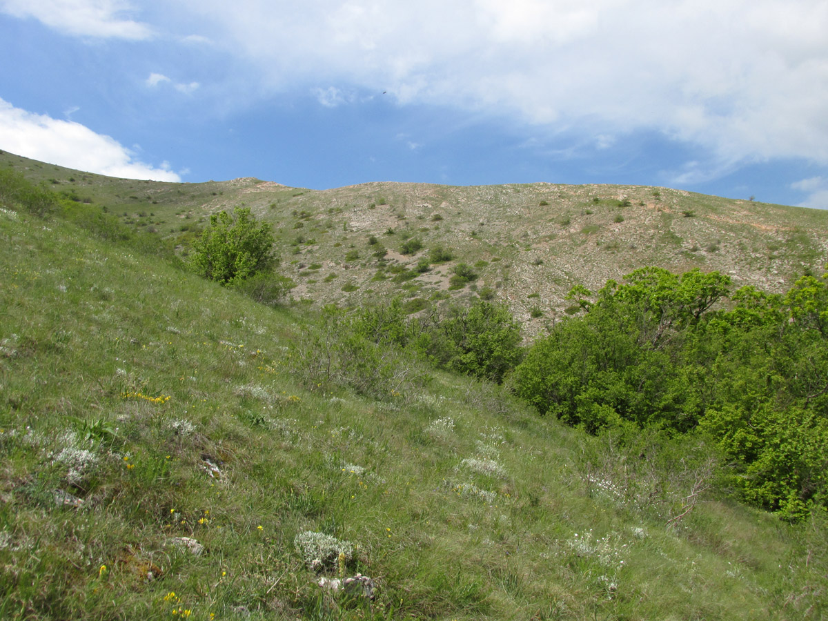 Чатырдаг, image of landscape/habitat.