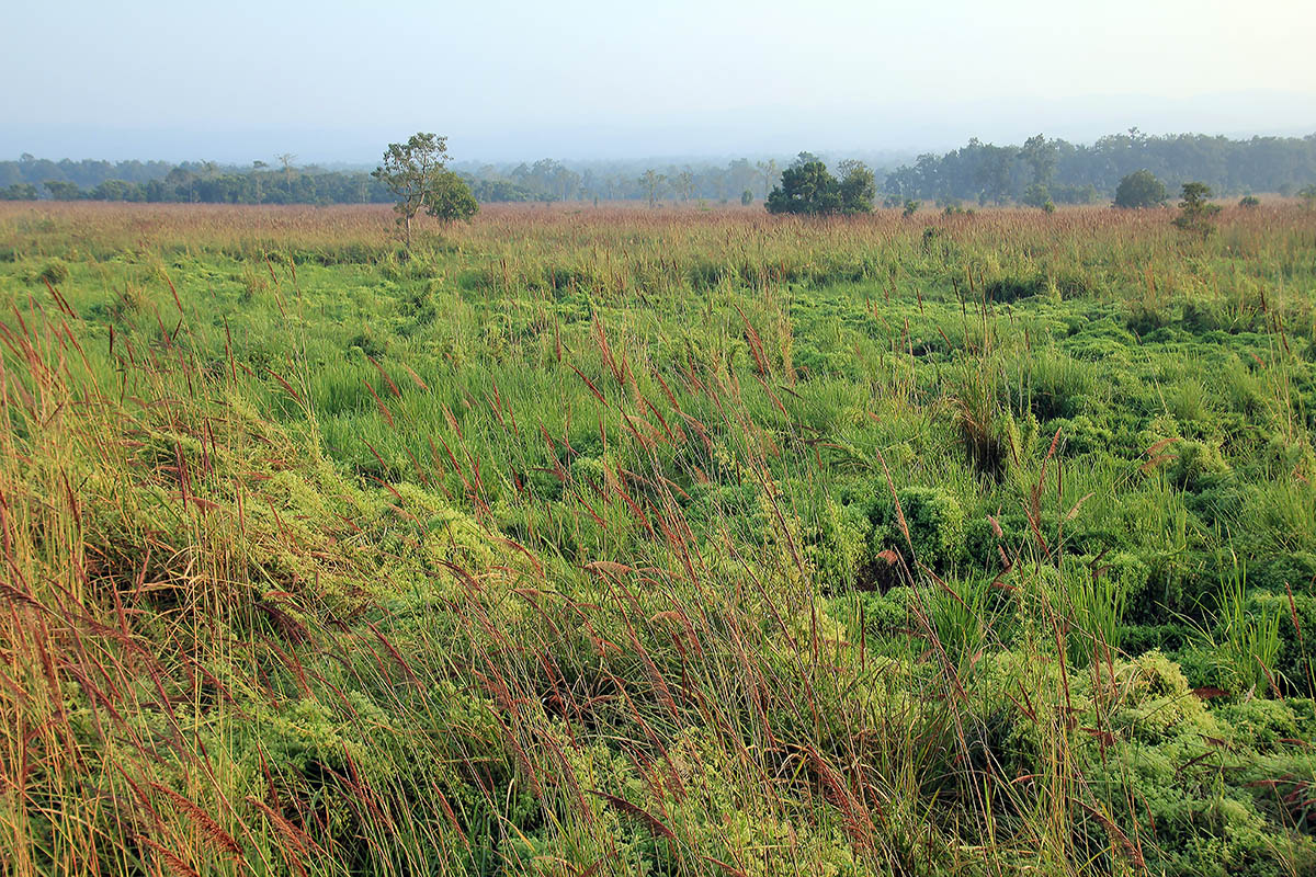 Читван, image of landscape/habitat.