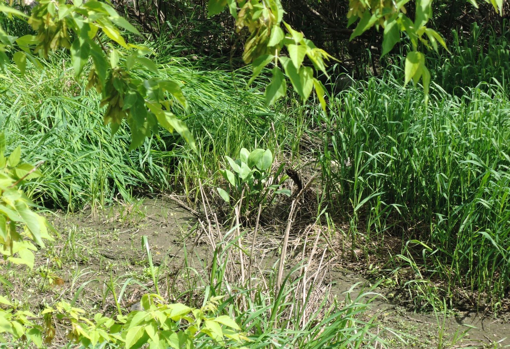 Орехово-Зуево и окрестности, image of landscape/habitat.