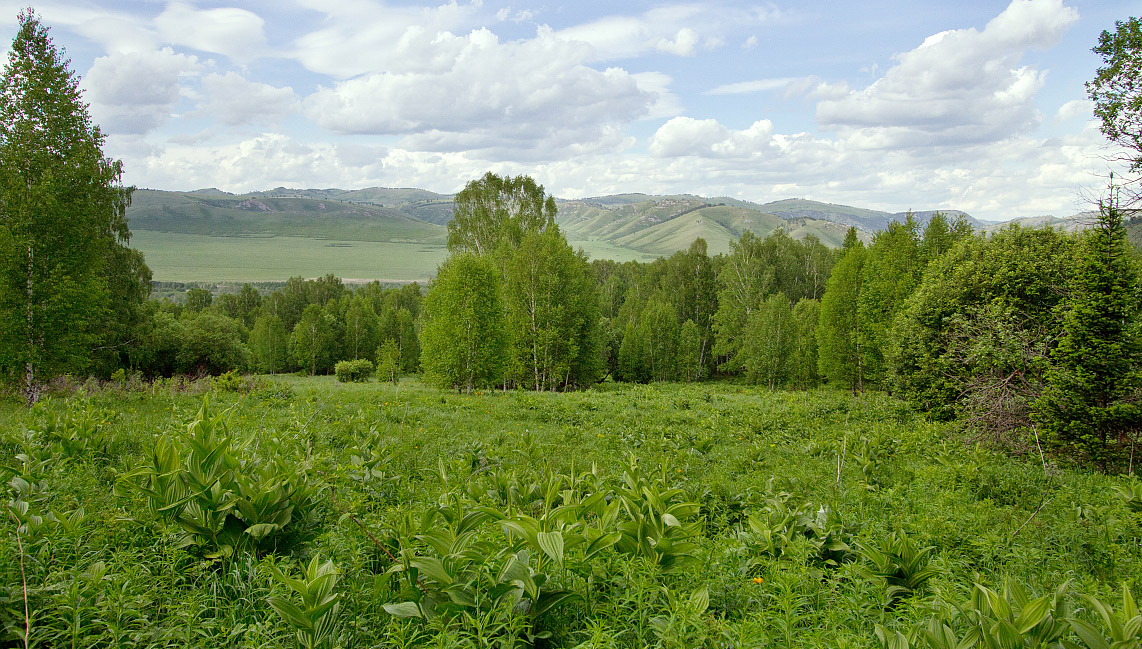 Тигирек, image of landscape/habitat.