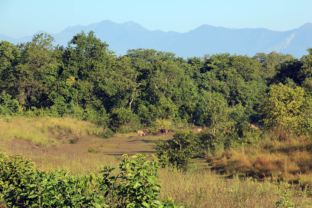 Бардия, image of landscape/habitat.