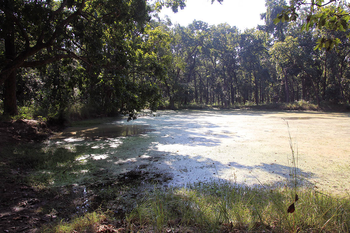 Бардия, image of landscape/habitat.