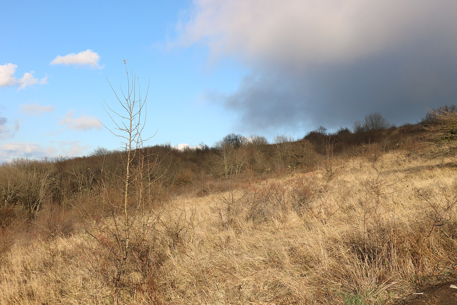 Лысая-Неберджаевская, image of landscape/habitat.