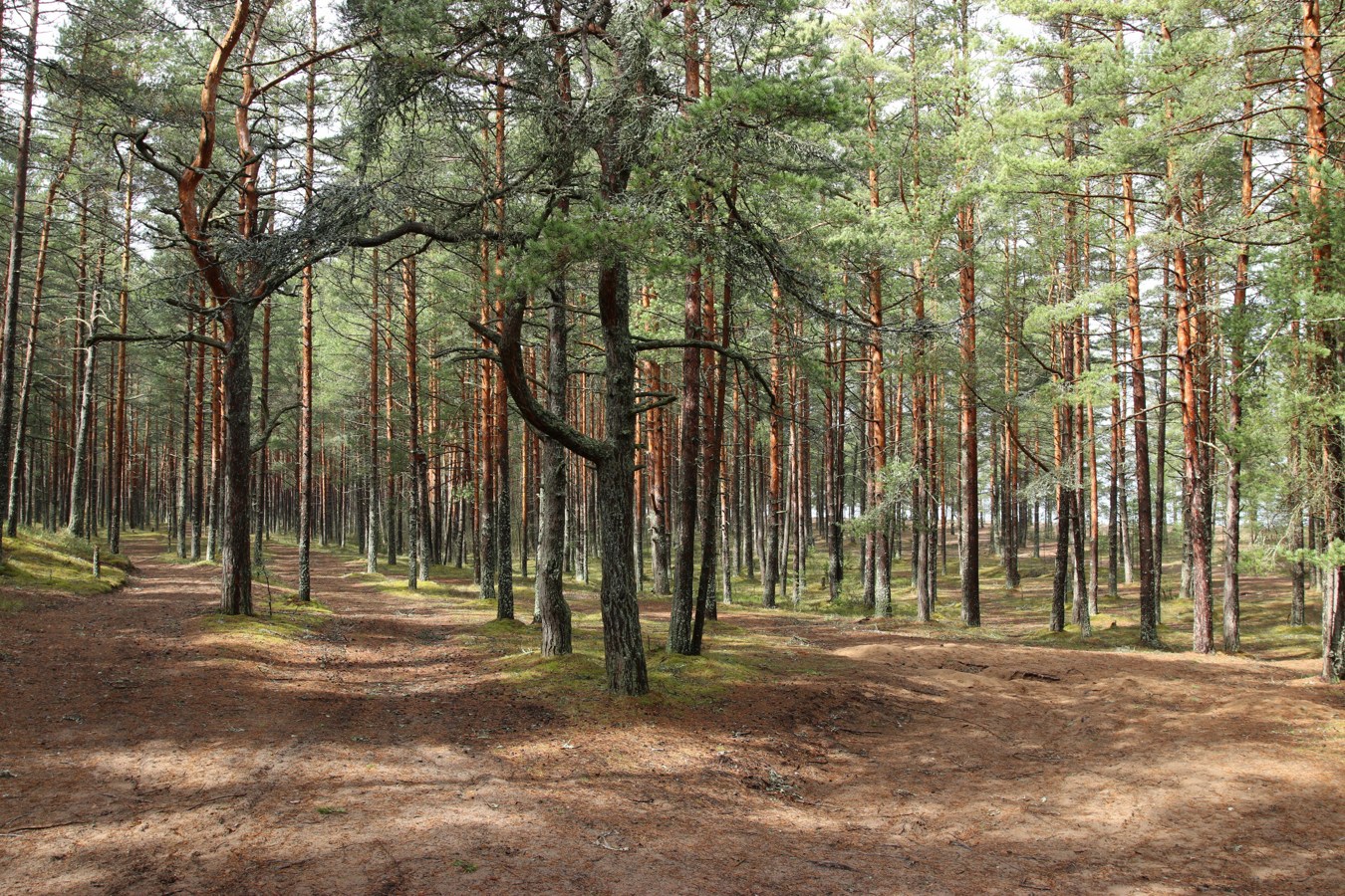 Лебяжье, image of landscape/habitat.