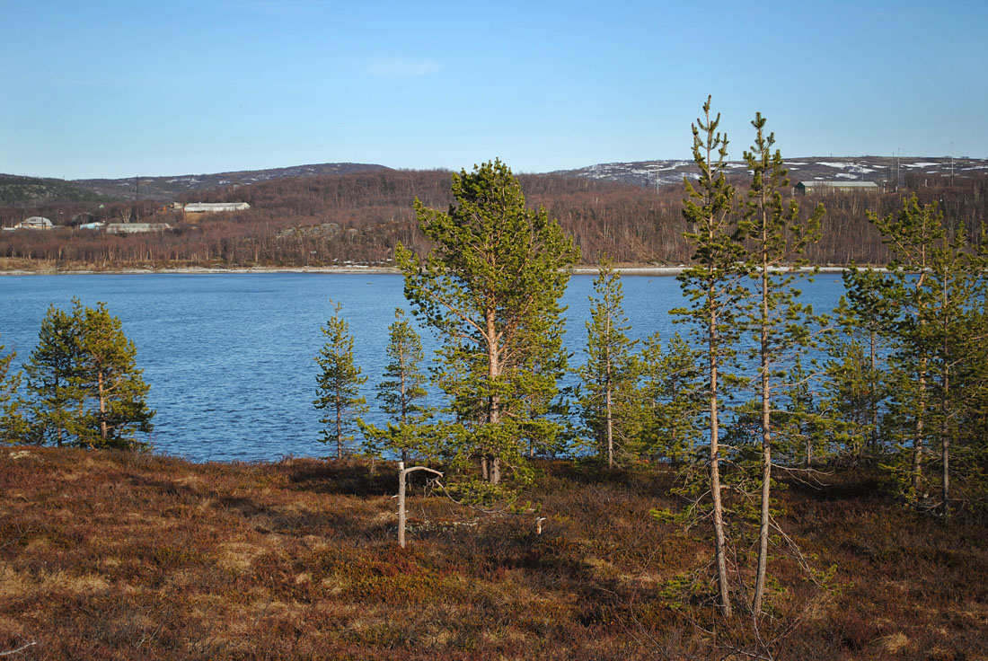 Губа Грязная, image of landscape/habitat.