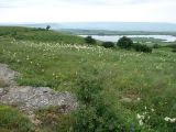 Грушевый, image of landscape/habitat.