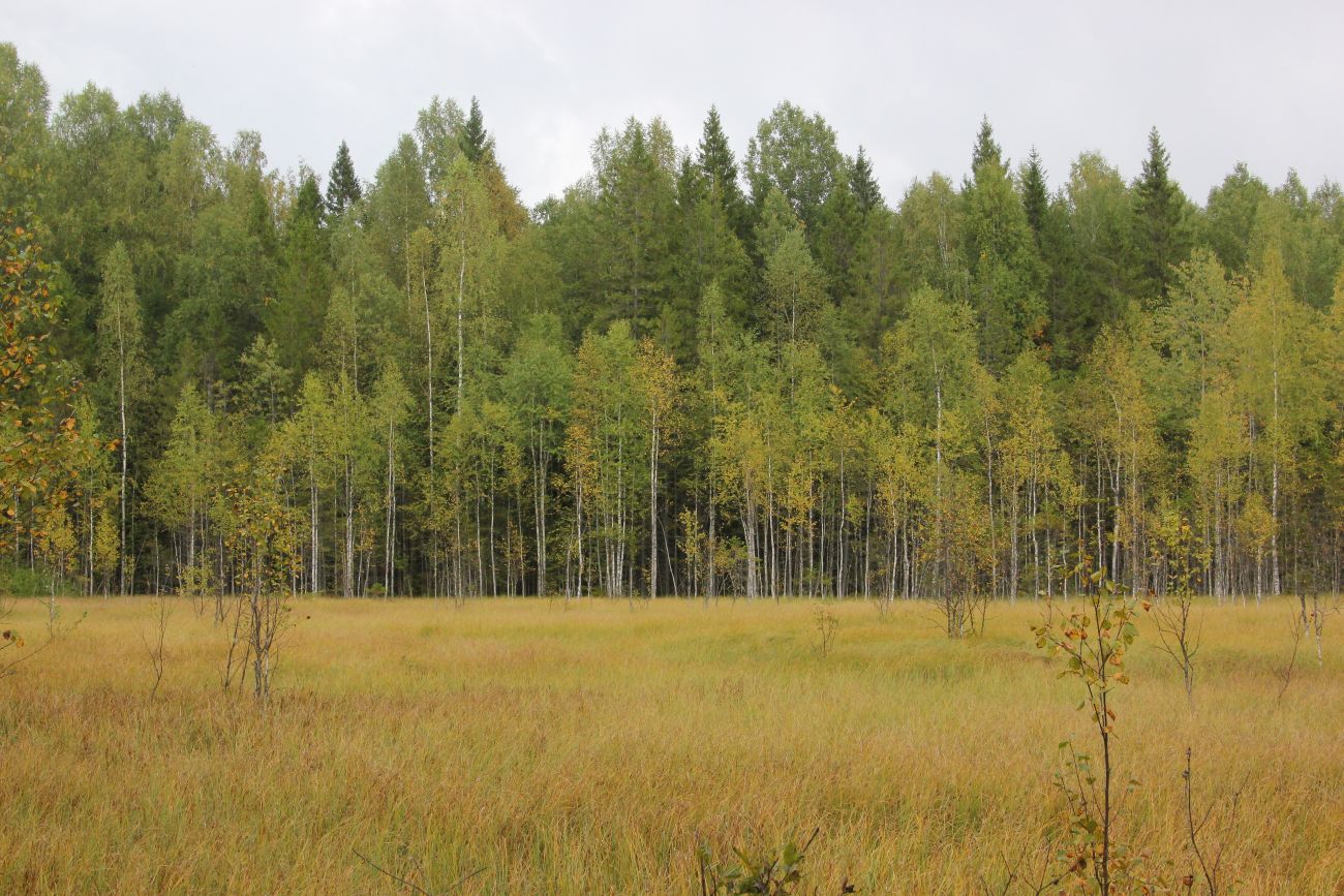 Бассейн реки Княжая, image of landscape/habitat.