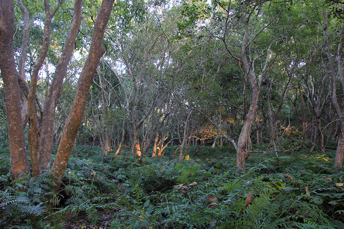 Бардия, image of landscape/habitat.