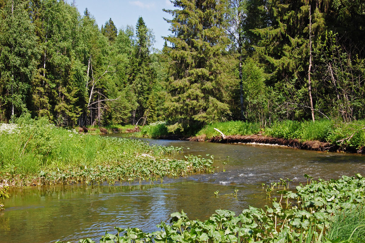 Окрестности поселка Усть-Тырым, image of landscape/habitat.