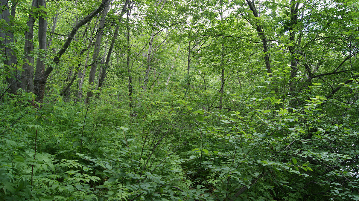 Среднее течение реки Авача, image of landscape/habitat.