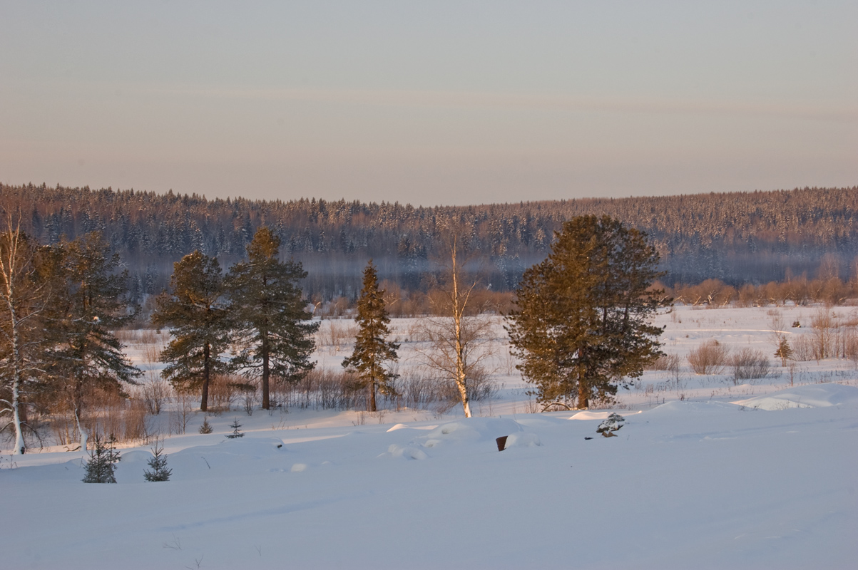 Окрестности поселка Велс, image of landscape/habitat.