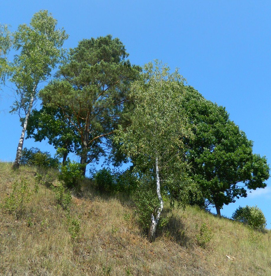 Нагорная дубрава «Улитинская», image of landscape/habitat.