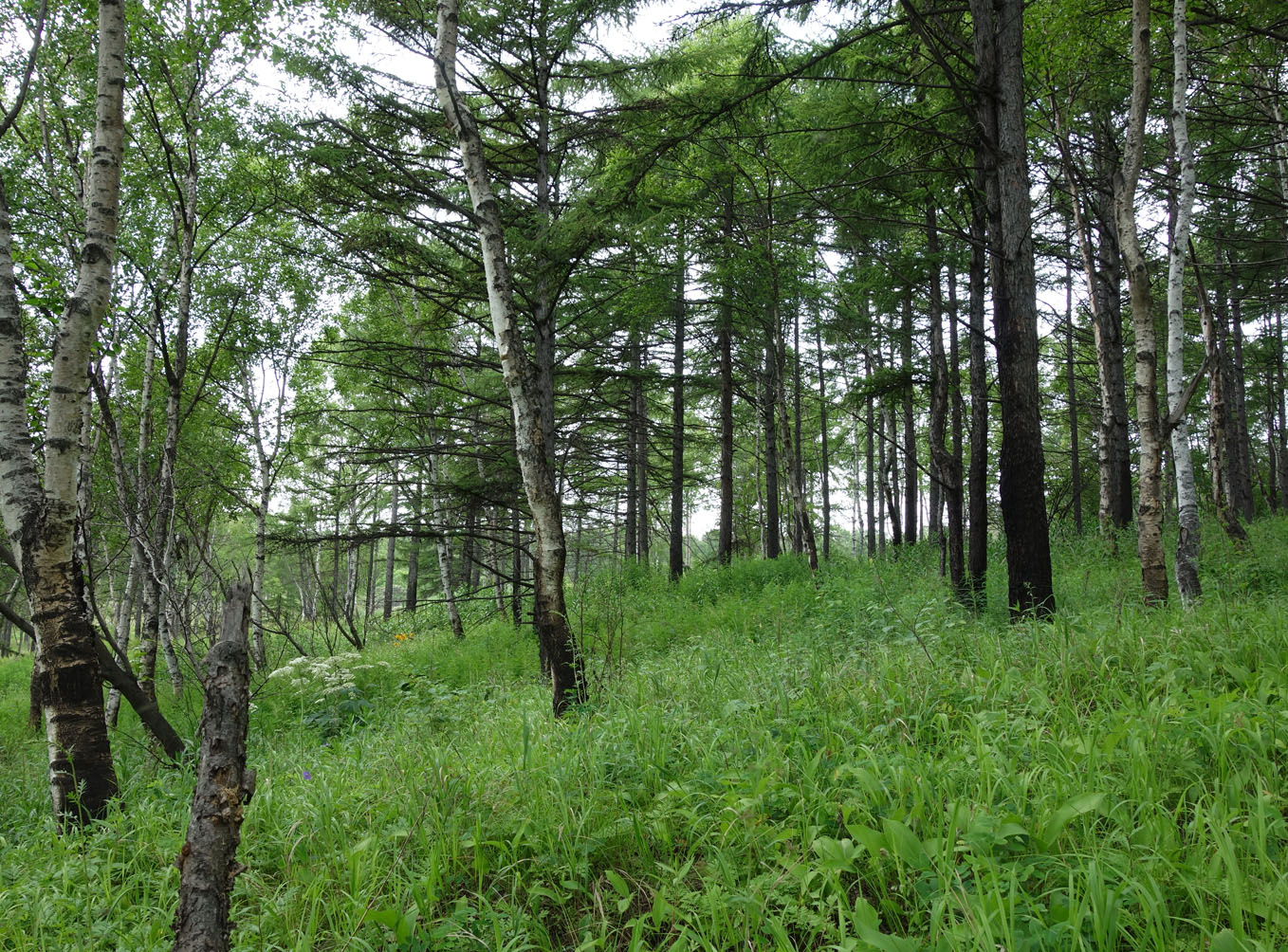 Ванино и окрестности, image of landscape/habitat.