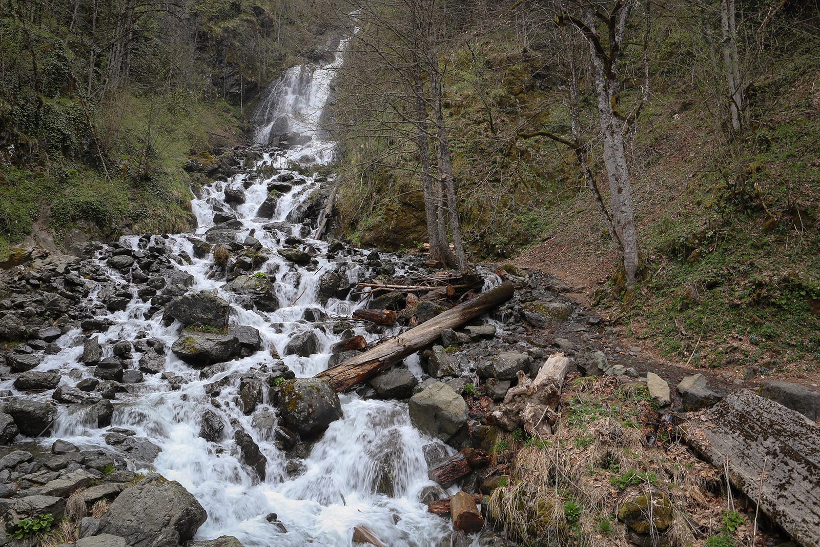 Северный берег озера Рица, image of landscape/habitat.