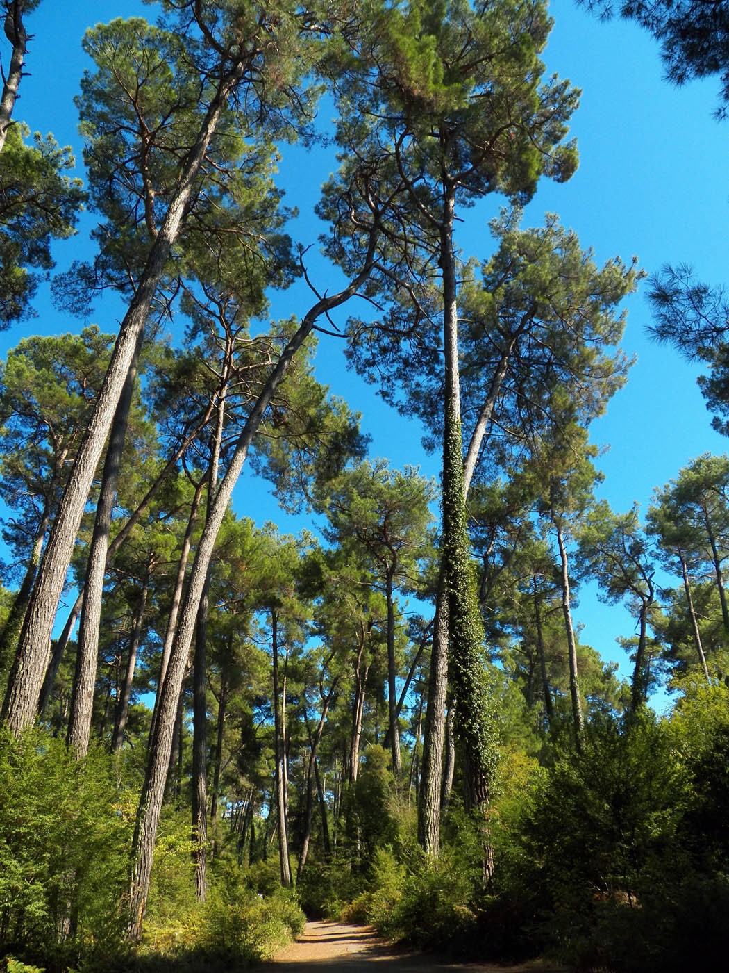 Пицунда, image of landscape/habitat.