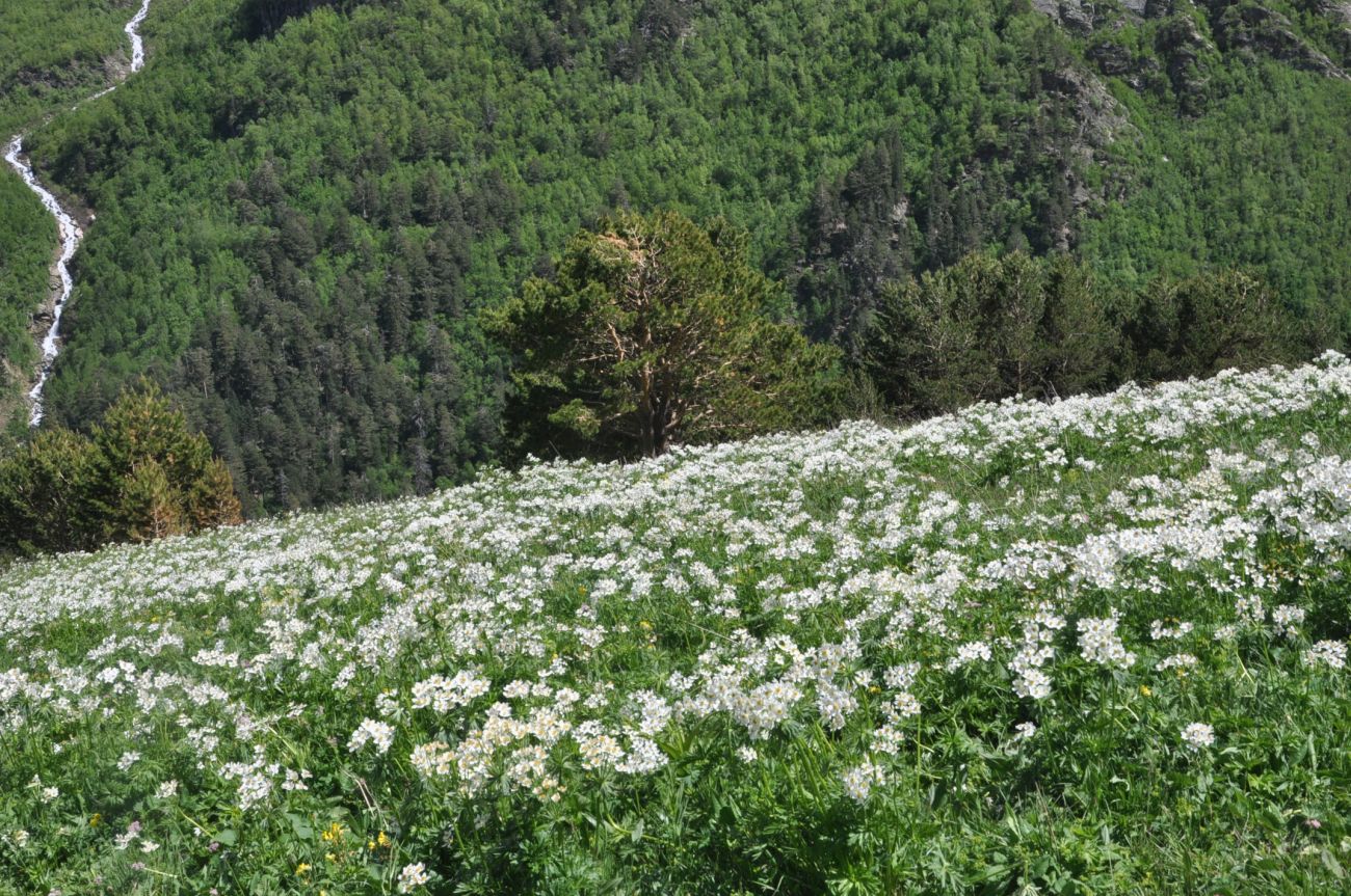 Восточный склон горы Чегет, image of landscape/habitat.