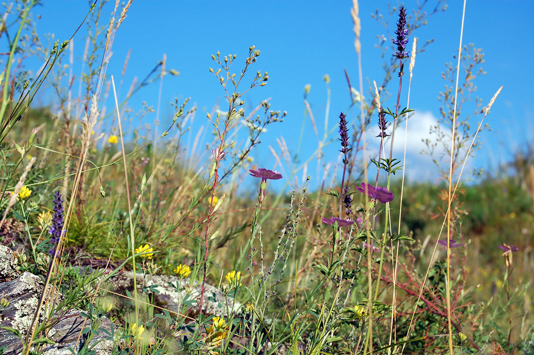 Скалы Катуни, image of landscape/habitat.