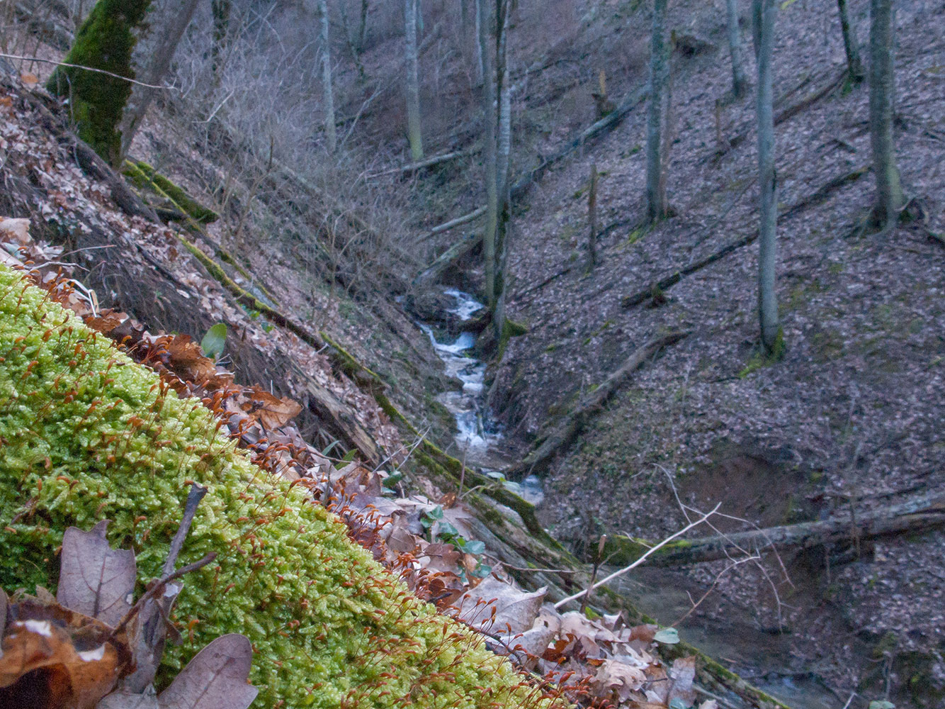 Щель Сибирская, image of landscape/habitat.