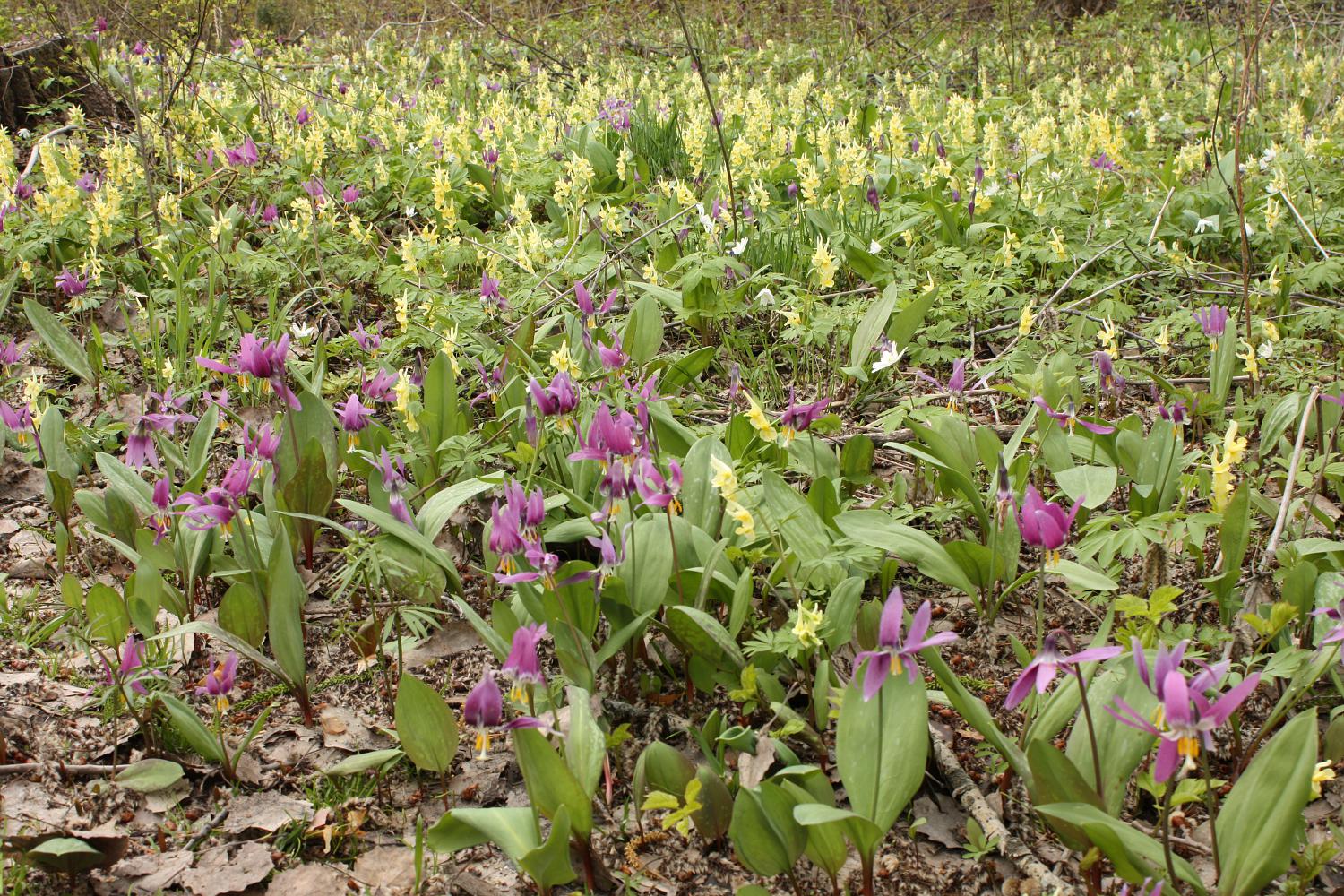 Бердские скалы, image of landscape/habitat.