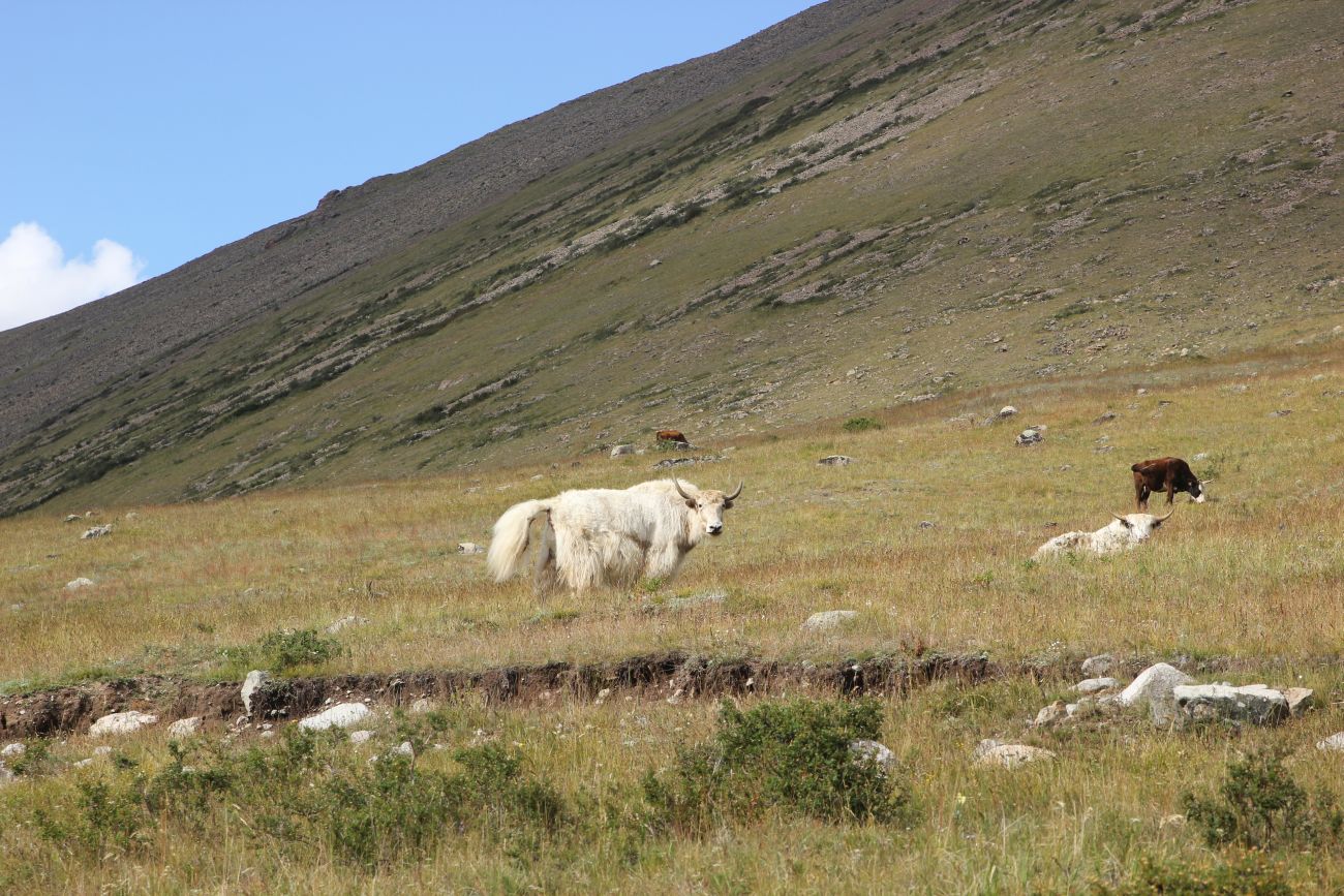 Верховья реки Джумалы, image of landscape/habitat.