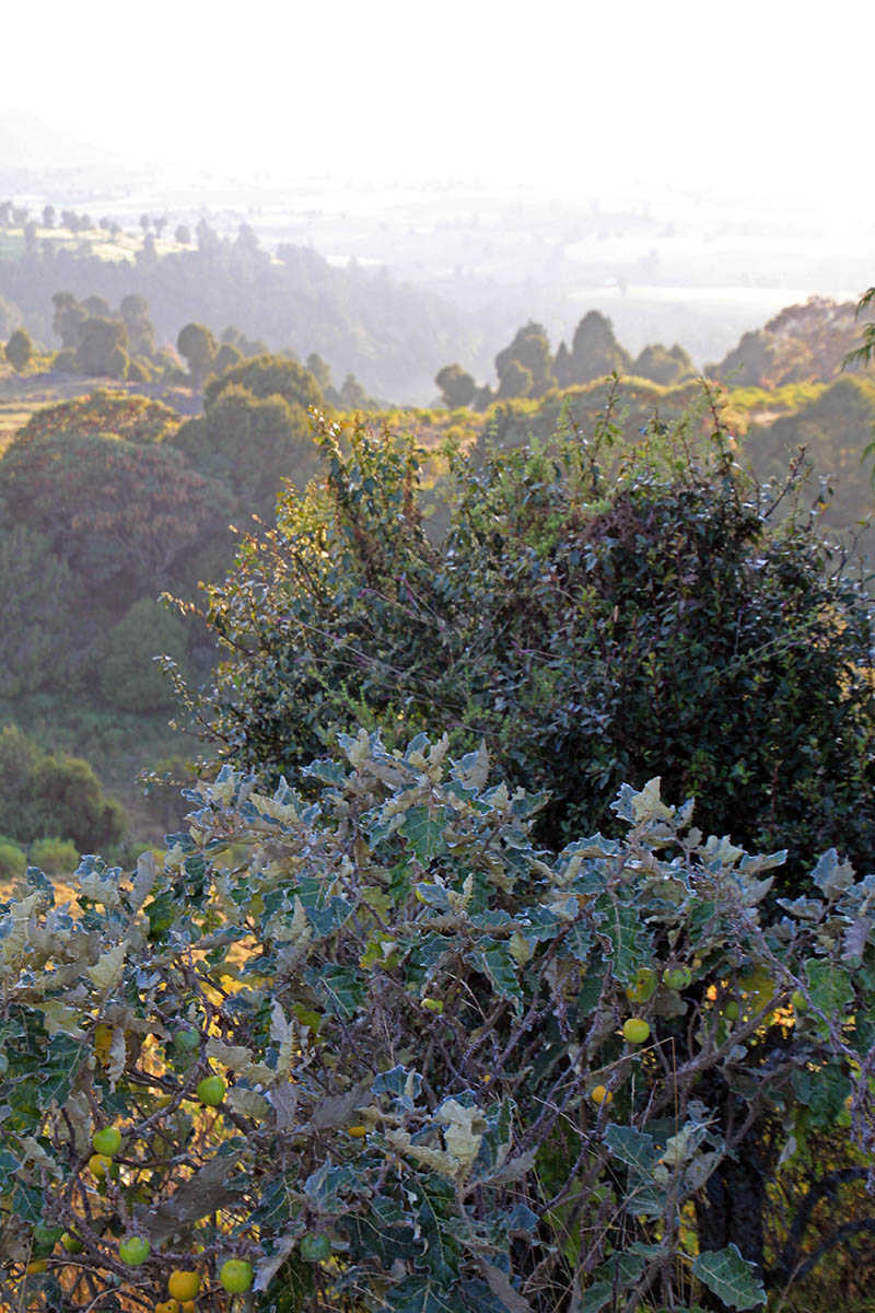 Горы Бале, image of landscape/habitat.