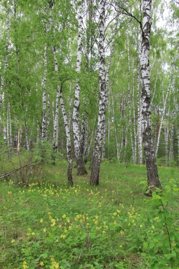 Долина р. Осетрик, image of landscape/habitat.