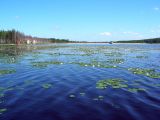 Кальинское водохранилище, image of landscape/habitat.