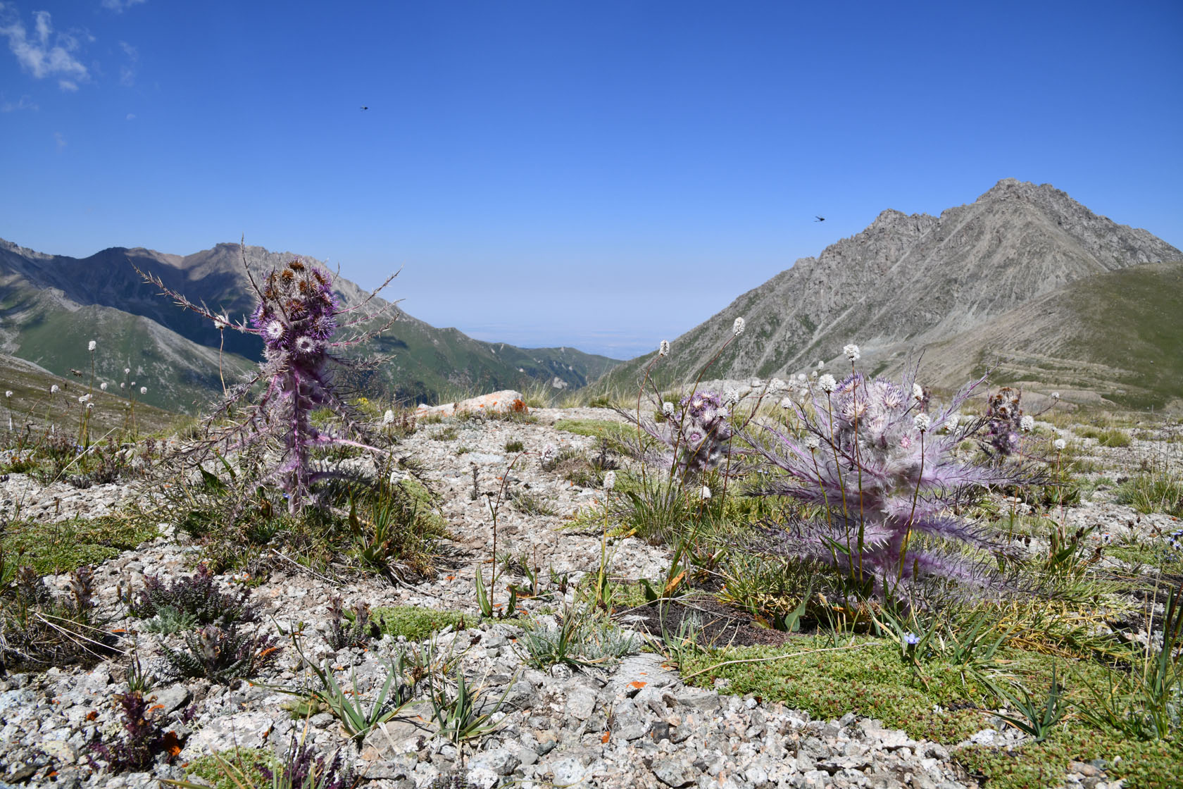 Большое Алматинское ущелье, image of landscape/habitat.