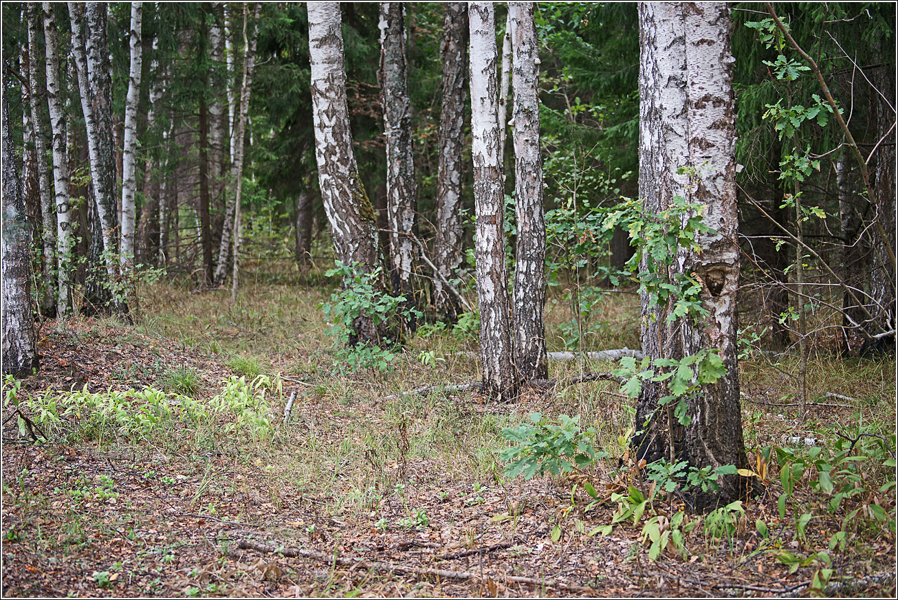 Окрестности Хрипани, image of landscape/habitat.