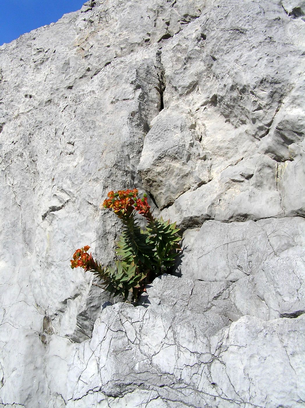 Понизовка, image of landscape/habitat.