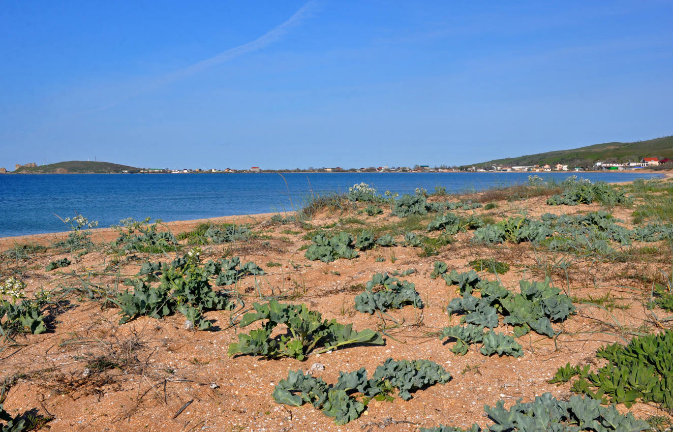 Бухта Морской Пехоты, image of landscape/habitat.