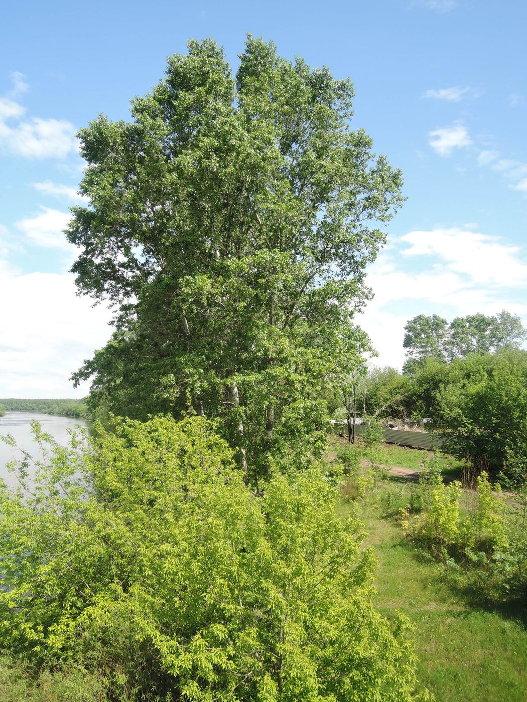 Орехово-Зуево и окрестности, image of landscape/habitat.