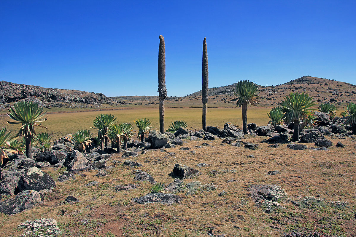 Плато Санети, image of landscape/habitat.